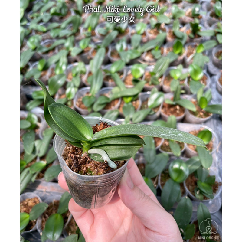 Орхидея Phal. Miki Lovely Girl бабочка - купить, доставка Украина